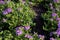 Violet Wink Verbena   820418