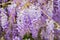 Violet Wisteria flowers in spring