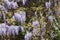 Violet Wisteria growing on sunny brick wall