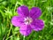 Violet wood flower (Geranium sylvaticum)