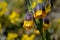 Violet and yellow fritillaria michailovsky flower from turkey, mount palendoken in summer