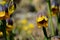 Violet and yellow fritillaria michailovsky flower from turkey, mount palendoken in summer
