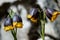 Violet and yellow fritillaria michailovsky flower from turkey, mount palendoken in summer