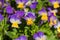 Violet yellow pansies