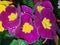violet yellow primula spring flowersï¿¼