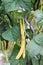 Violet and yellow runner beans