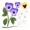 Violet and Yellow Viola Garden Pansy Flower with Outline isolated on White Background. Vector Illustration