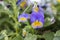 Violet yellowish pansy