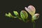 Violet young freesia stem with buds macro on olive green background, vintage painting style