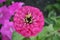 Violet zinnia