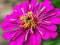 Violet zinnia flower