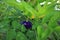Violetflower  greenleaves tree background nature pattern