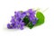 violets pictures