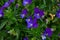 The violets clawed â€“ Viola calcarata L.