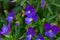 The violets clawed â€“ Viola calcarata L.
