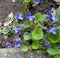 Violets close up on natural background - Viola papilionacea