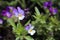 Violets close-up. Wildflowers. Small garden flowers.