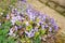 Violets flower detail bush petals nature image spring spring macro photography