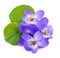 Violets flowers