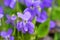Violets flowers Viola odorata. Spring flowers with drops of dew