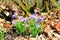 Violets in the forest in Lellingen, Luxembourg