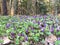 Violets, forest, wildlife, carpet of flowers, backgrounds, Belarus