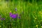 Violets among green lush grass