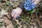 Violets picking in the forest