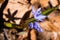 Violets spring flowers