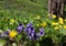 Violets and spring yellow flowers growing in park lawn.
