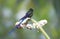 Violetstaartnimf, Violet-tailed Sylph, Aglaiocercus coelestis