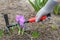 Violett crocuses and with gardening fork