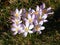 Violett crocusses in tthe garden