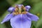 Violett flower