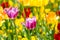 violett tulip in front of yellow tulips