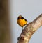 Violette Organist, Violaceous Euphonia, Euphonia violacea