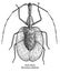 Violin beetle illustration, drawing, engraving, ink, line art, vector