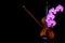 Violin with bow and phalaenopsis blume pink orchids on dark background