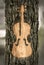 Violin carved into the bark of a tree