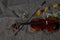 Violin, fiddlestick and bowtie, canvas background