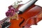 Violin and purple daisy