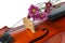 Violin and purple daisy