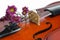 Violin and purple daisy