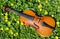 Violin and spring flowers.