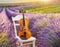 Violin on a white chair in beautiful lavender field