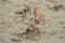 violinist crab on Cayenne beach