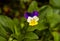 Violola tTricolor - Wild Pansy