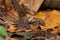 Viper, Atropoides picadoi, PicadoÂ´s Pitviper danger poison snake in the nature habitat, TapantÃ­ NP, Costa Rica.