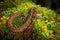 Viper, Atropoides picadoi, PicadoÂ´s Pitviper danger poison snake in the nature habitat, TapantÃ­ NP, Costa Rica. Venomous green