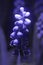 Viper bow or mouse hyacinth close-up. Macro photography